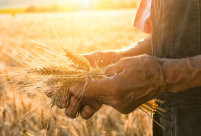 wheat, barley, grains, gluten-free, gut-health